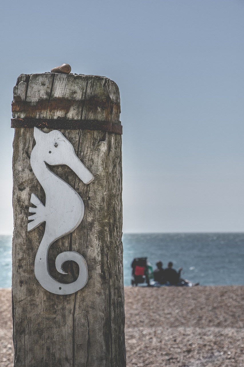 brighton wooden seahorse free photo