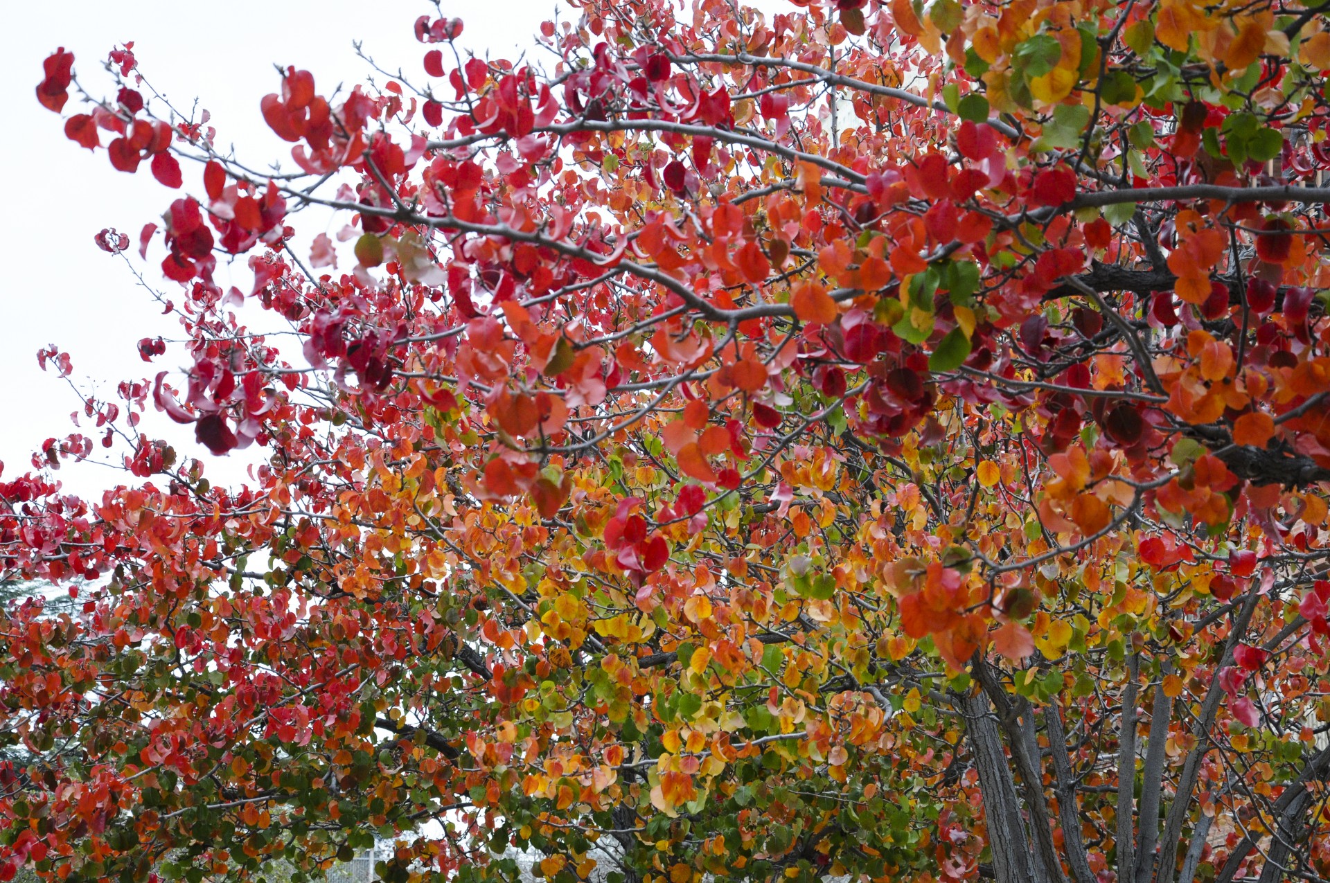 background tree plant free photo