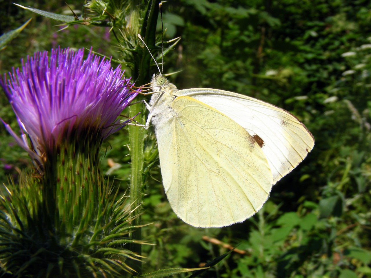 brimstone butterfly white free photo