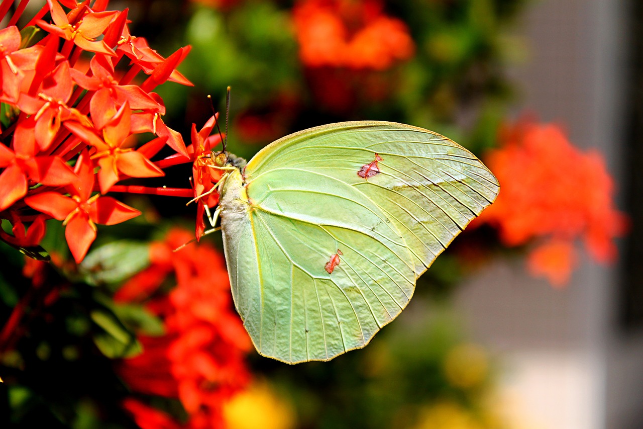 brimstone butterfly yellow butterfly free photo