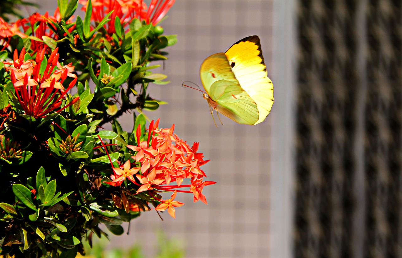 brimstone butterfly fly free photo