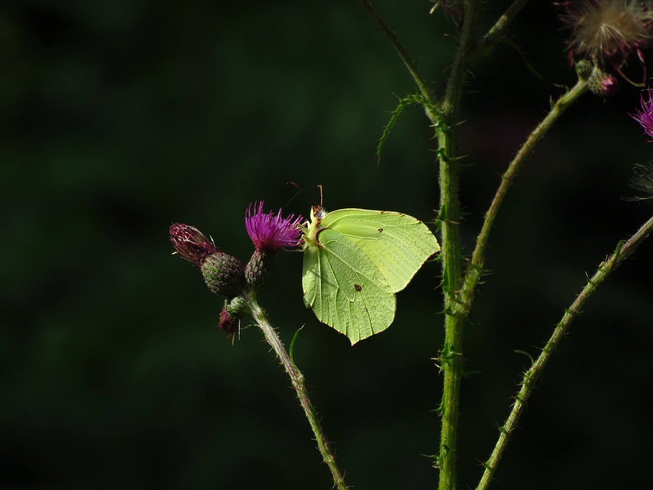 brimstone butterfly butterfly yellow free photo