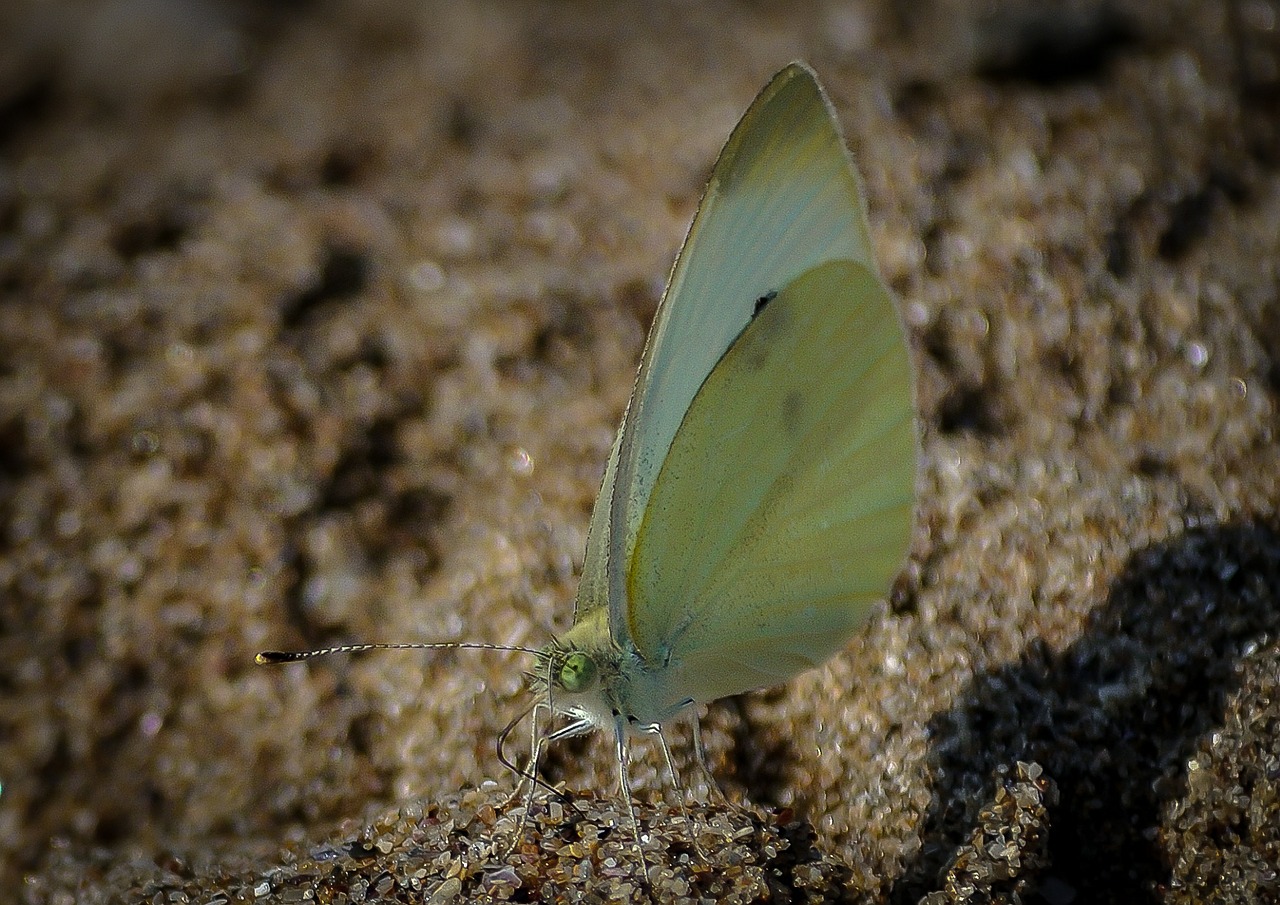 brimstone butterfly butterfly insect free photo