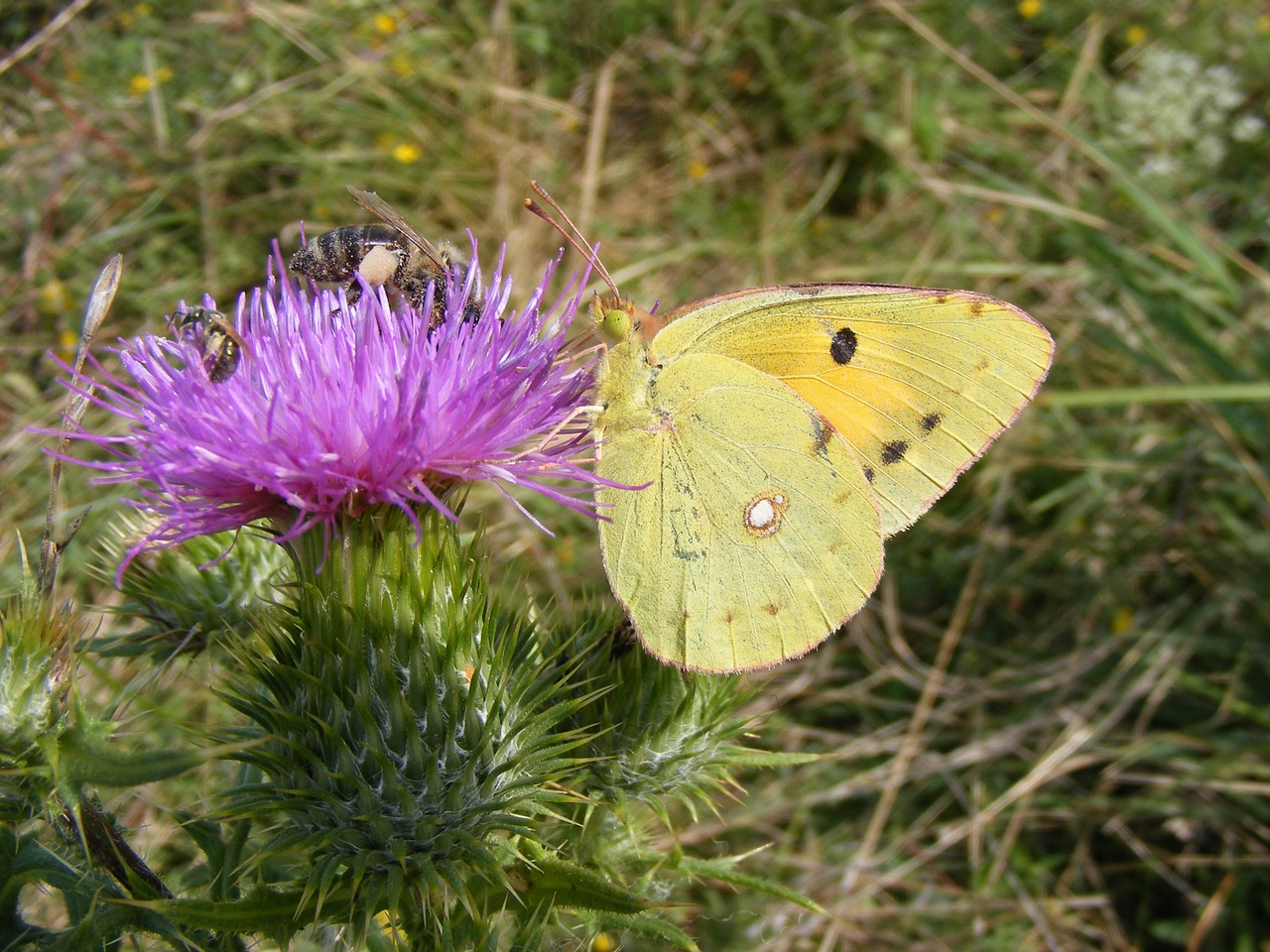 brimstone butterfly butterfly yellow free photo