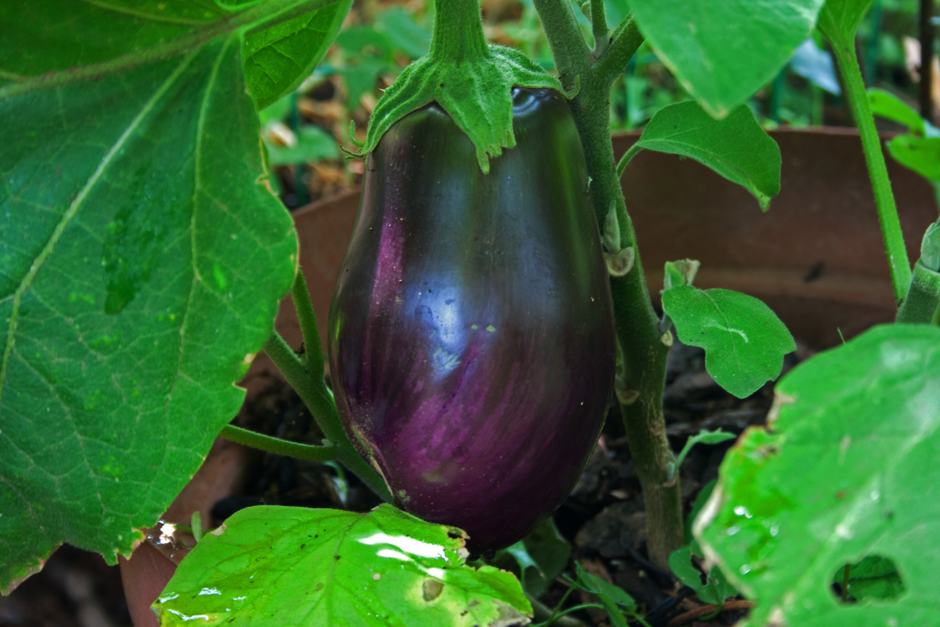 brinjal eggplant eggfruit free photo