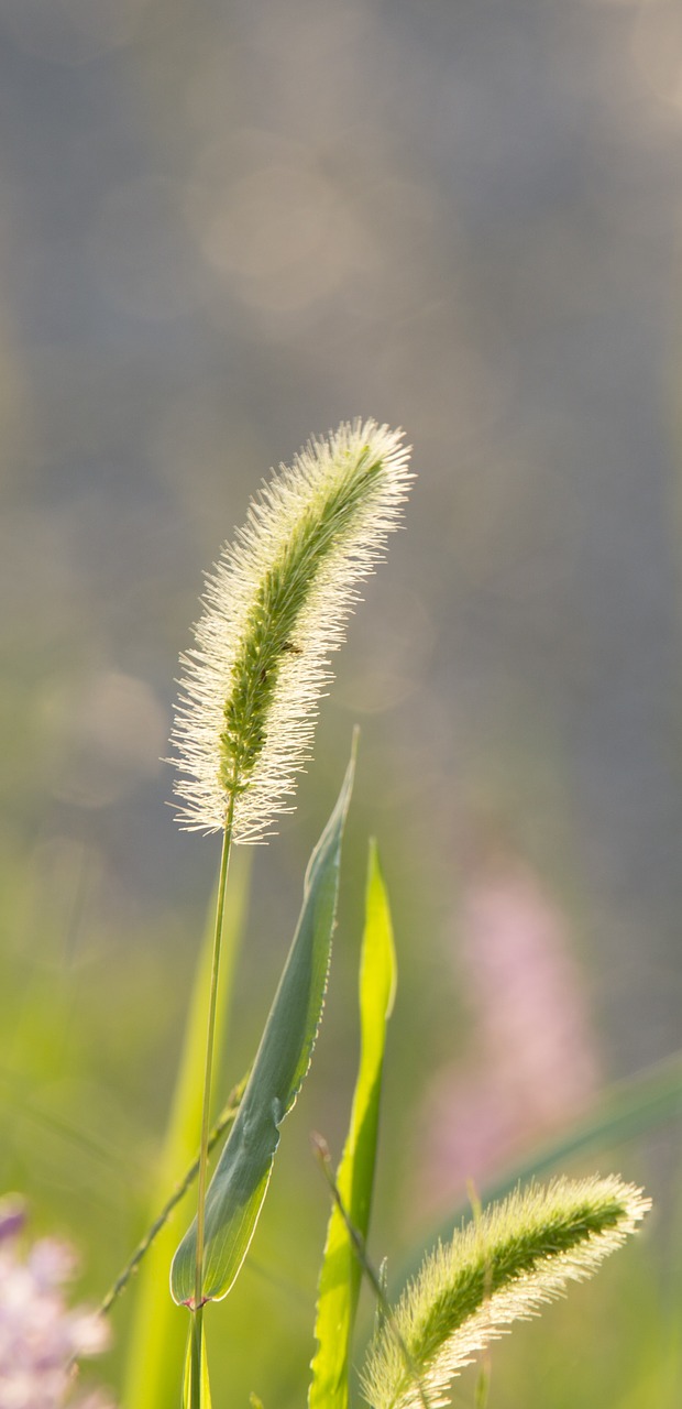 bristle grass the dog's tail grass grass free photo