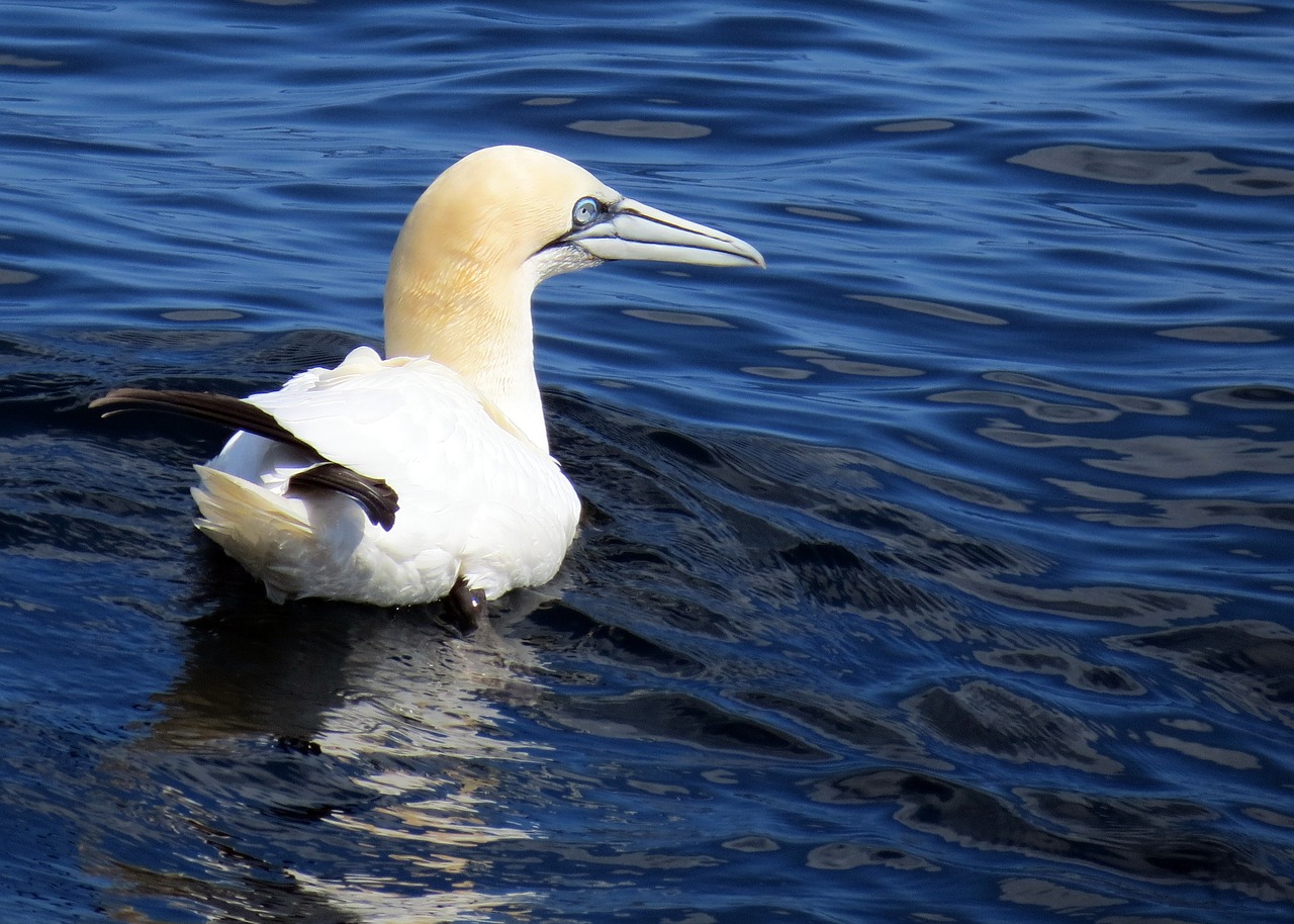 british wildlife nature free photo