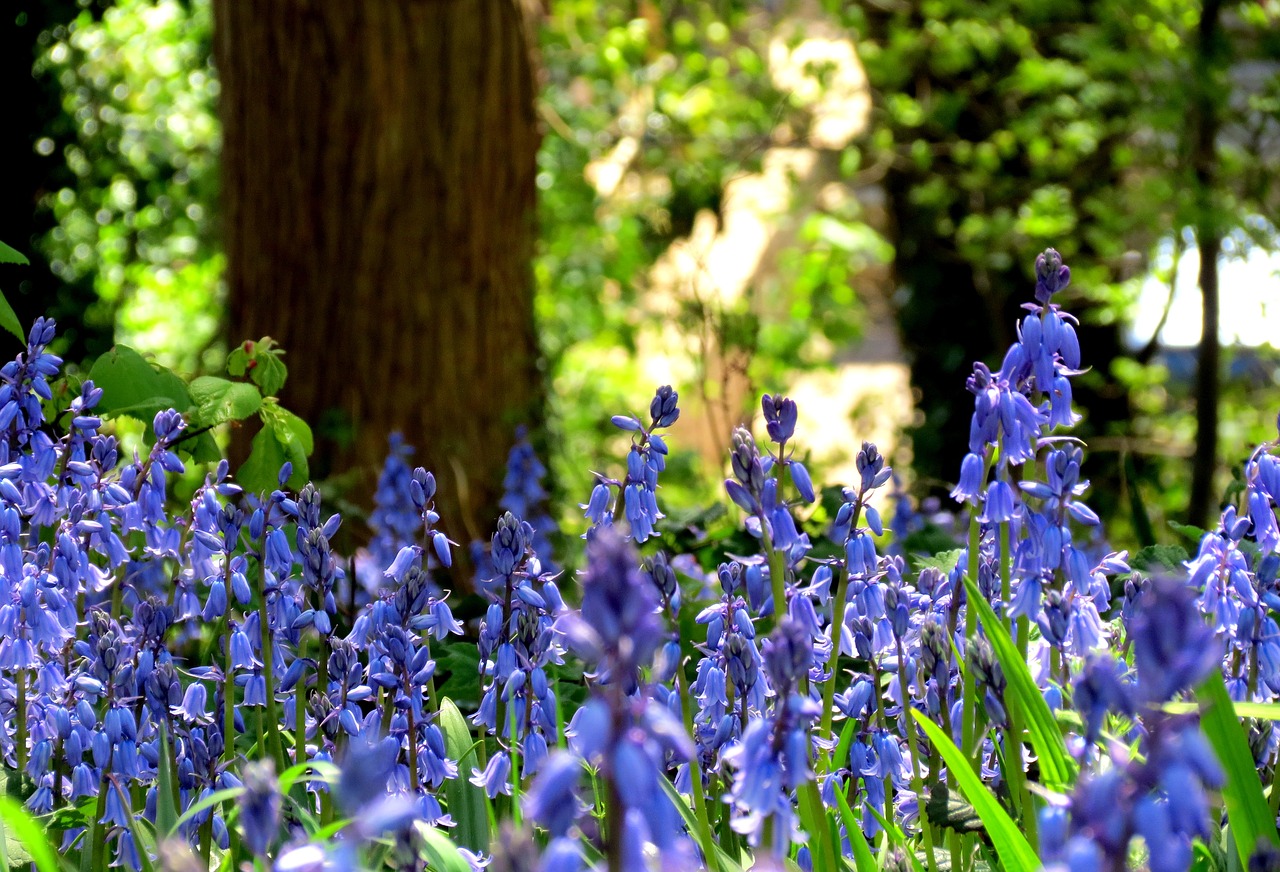 british flora green free photo