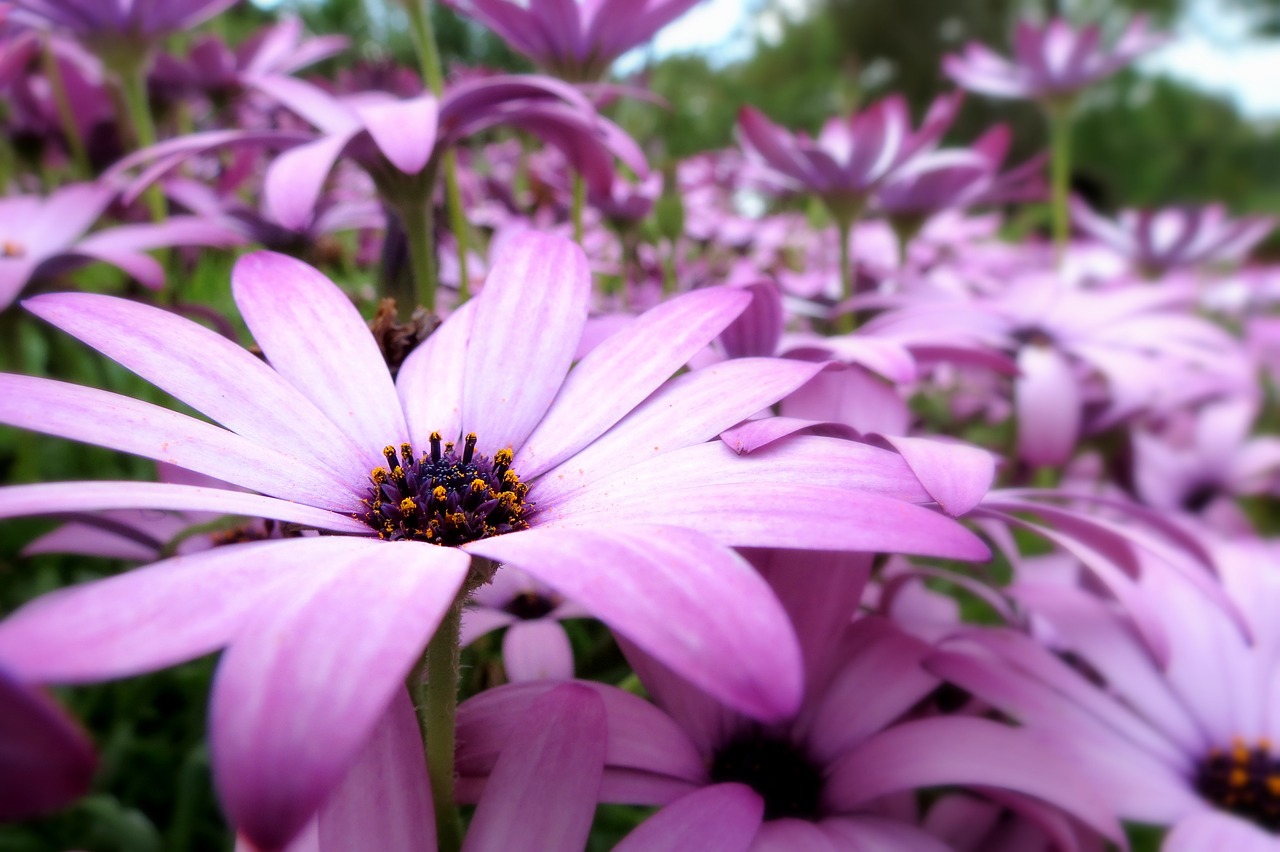 british flora green free photo