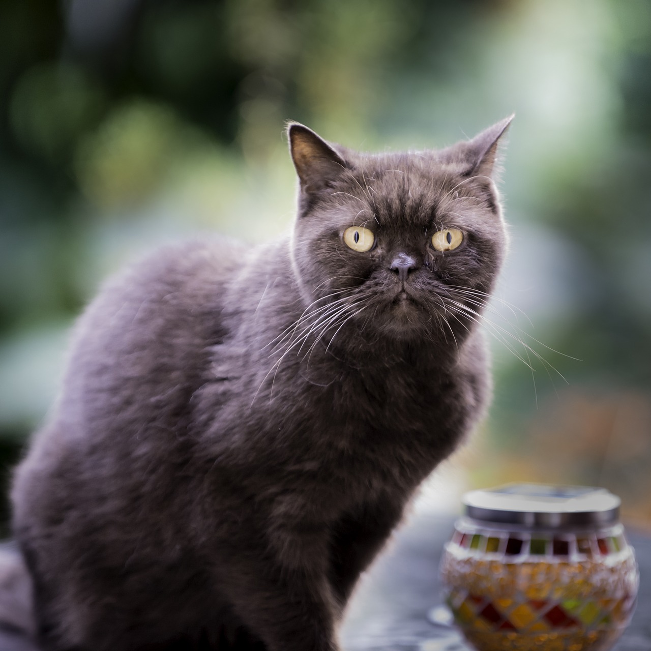 british shorthair cat free photo