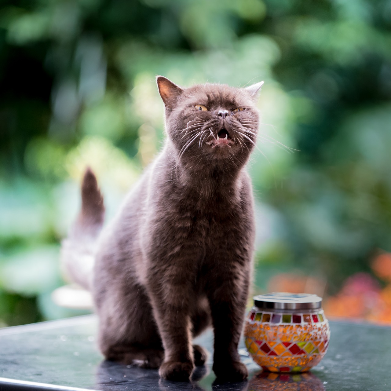 british shorthair cat free photo