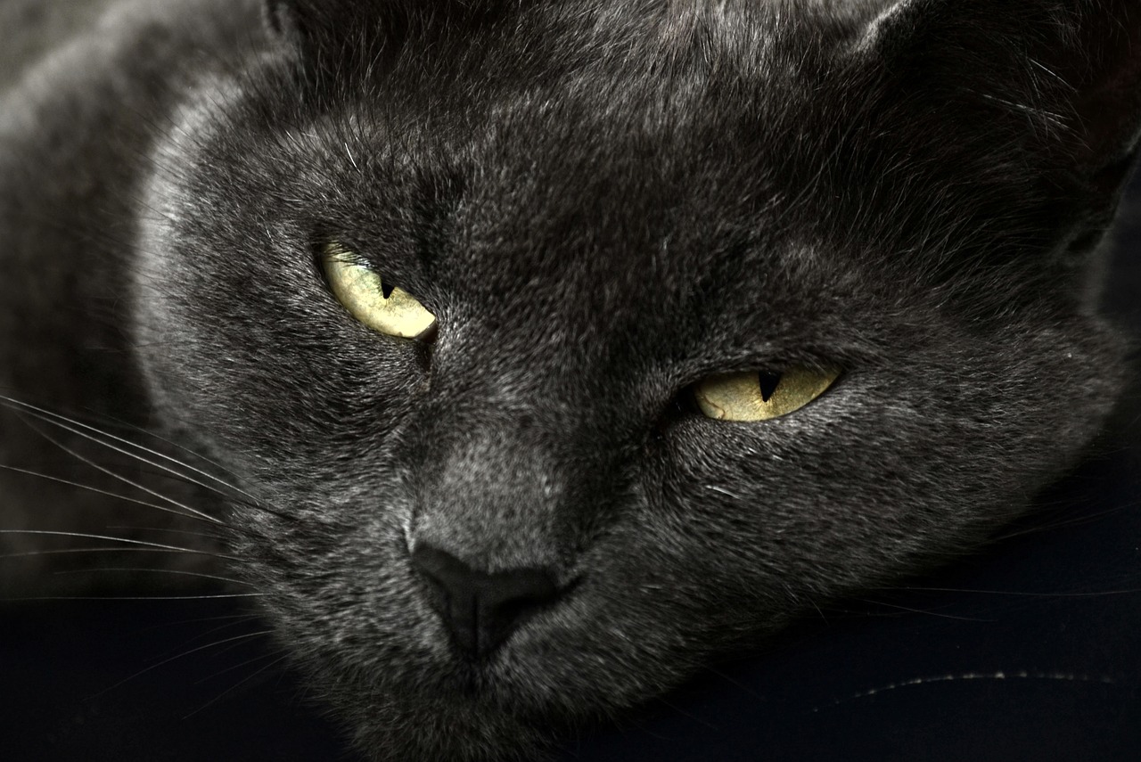 british  gray  cat free photo