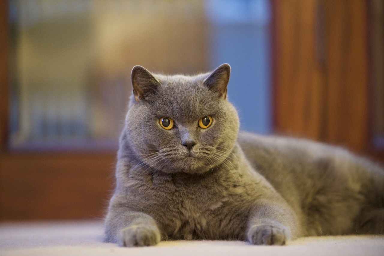 british  blue  cat free photo