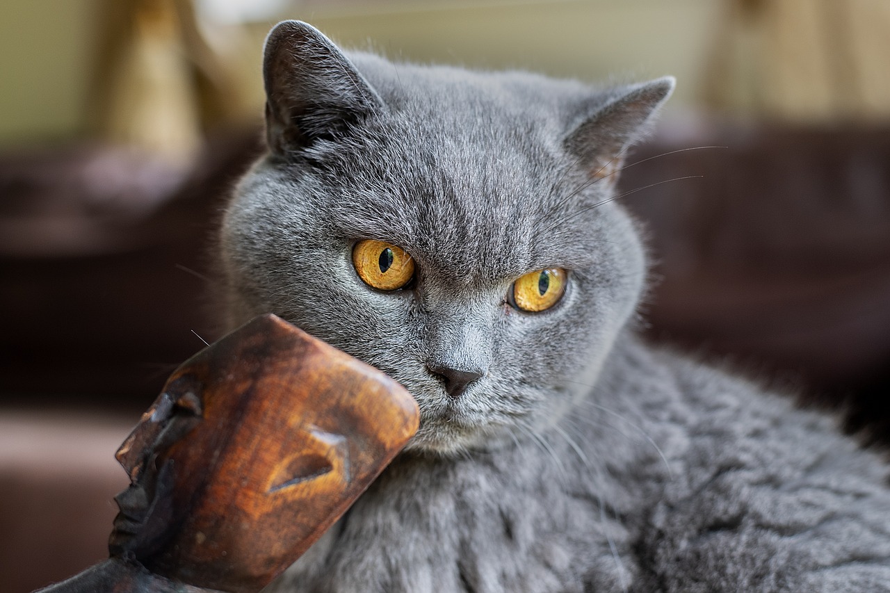 british  blue  cat free photo