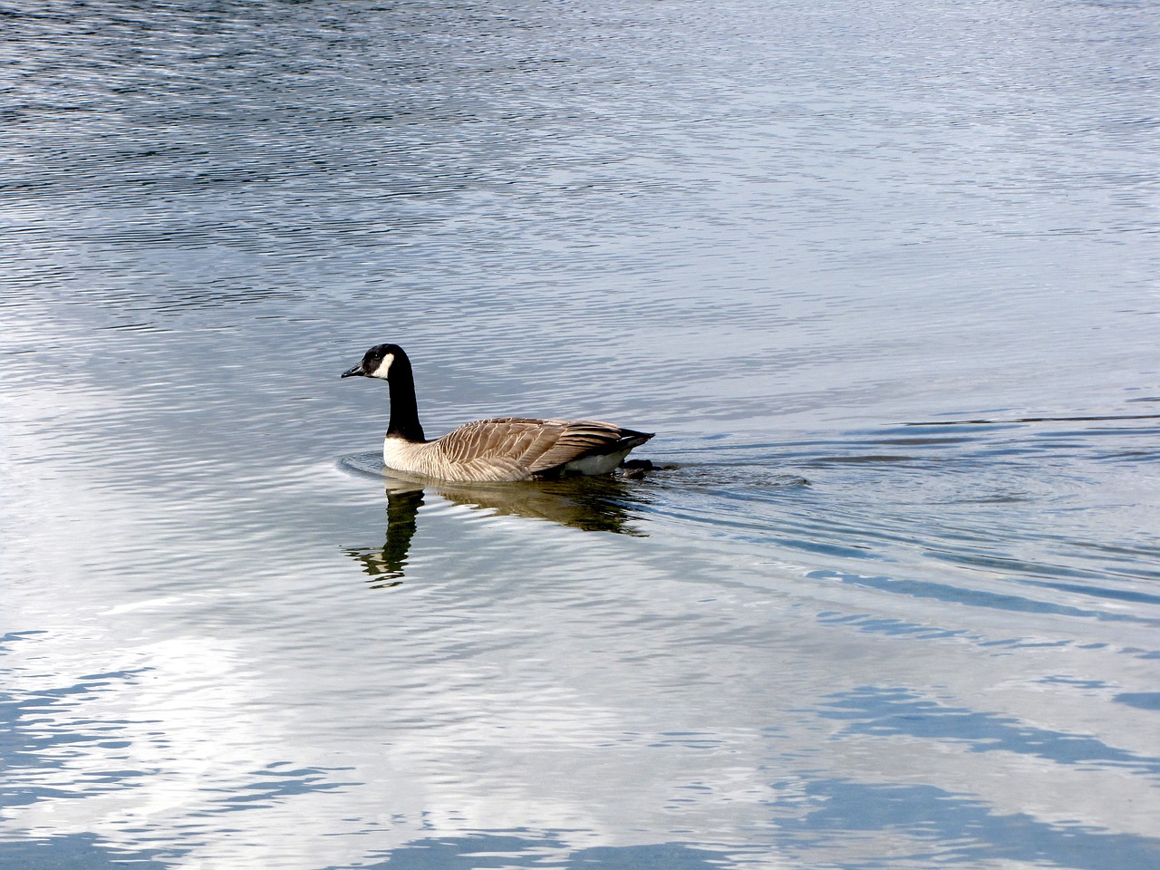 british columbia buntzen lake water free photo