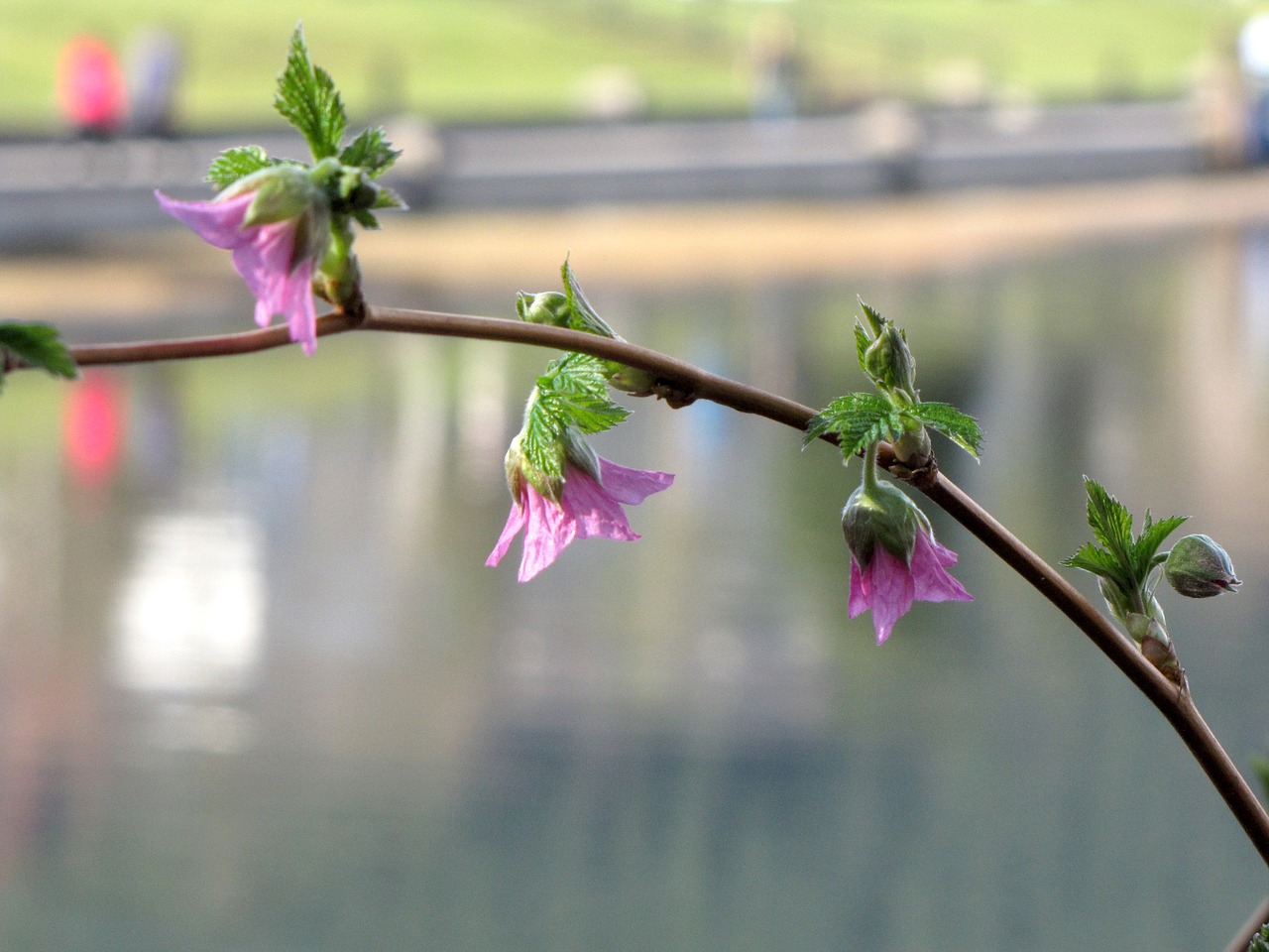 british columbia coquitlam lafarge lake free photo