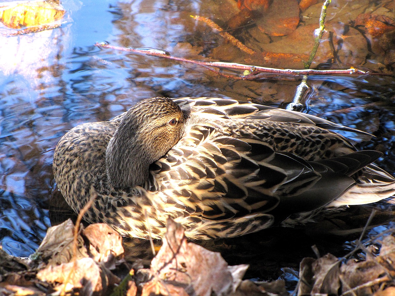 british columbia lafarge lake coquitlam free photo