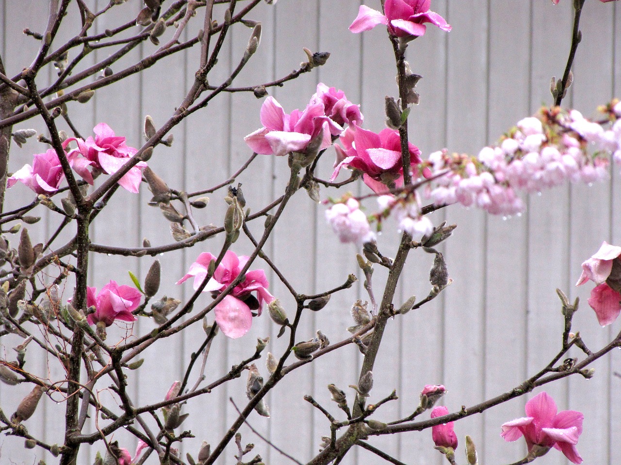 british columbia coquitlam blossom free photo