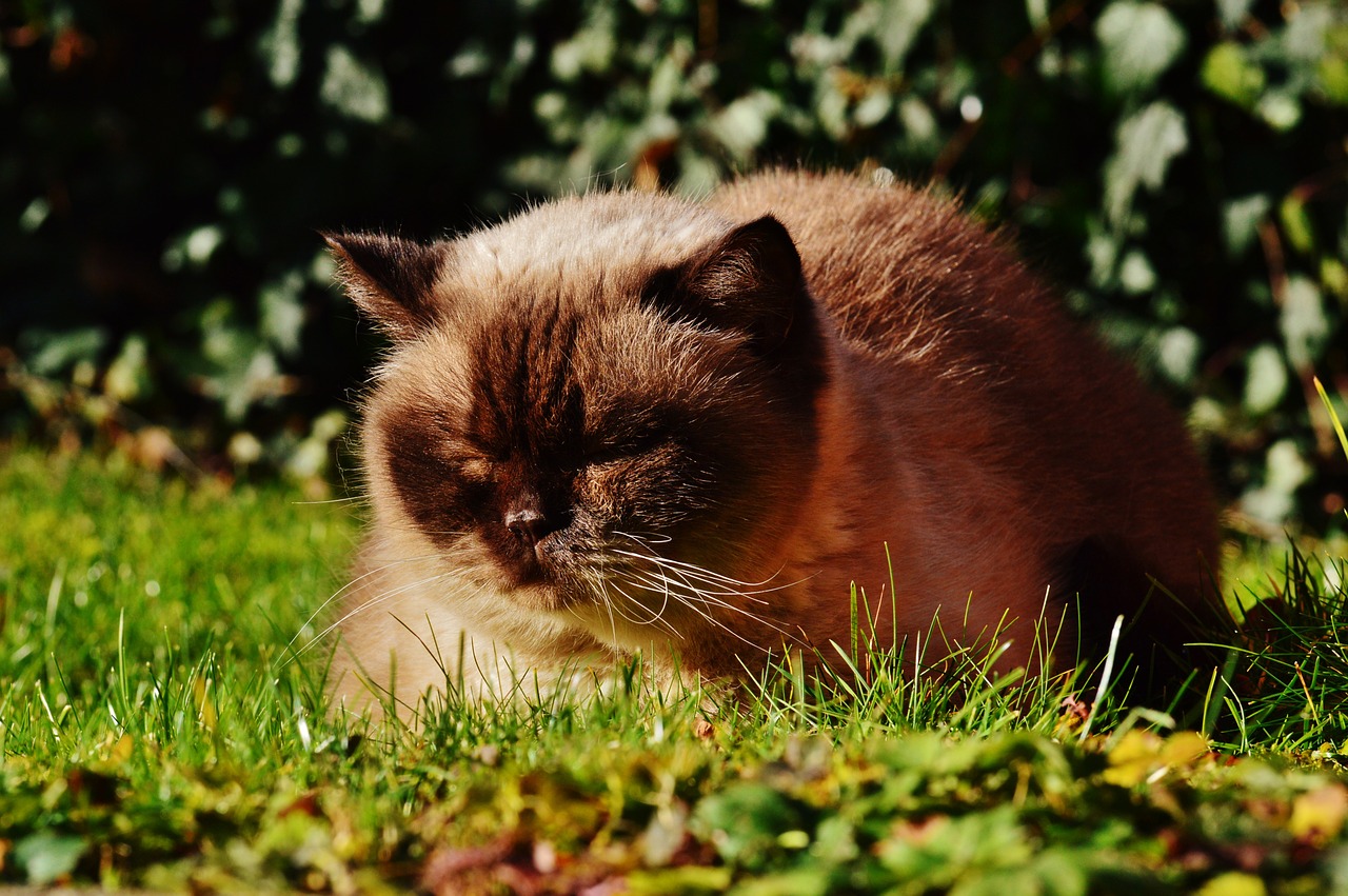 british shorthair cat thoroughbred free photo
