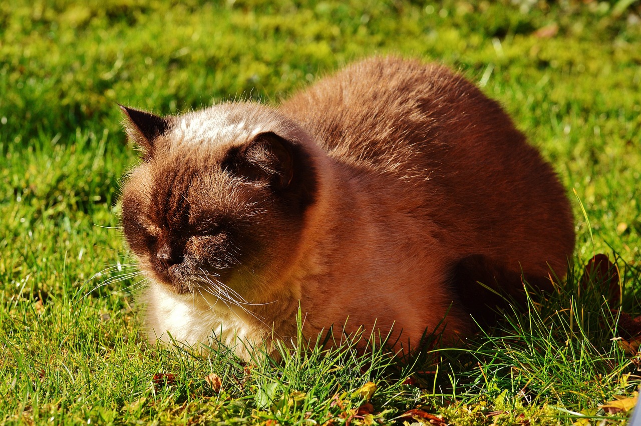 british shorthair cat thoroughbred free photo