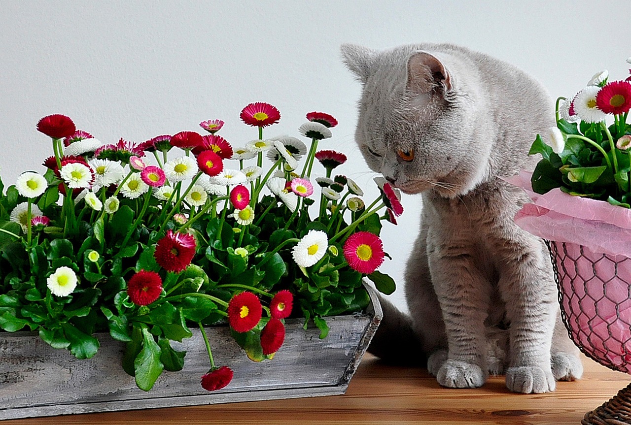 british shorthair lilac grey free photo