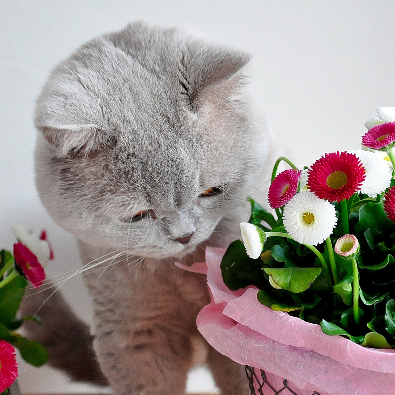 british shorthair lilac grey free photo