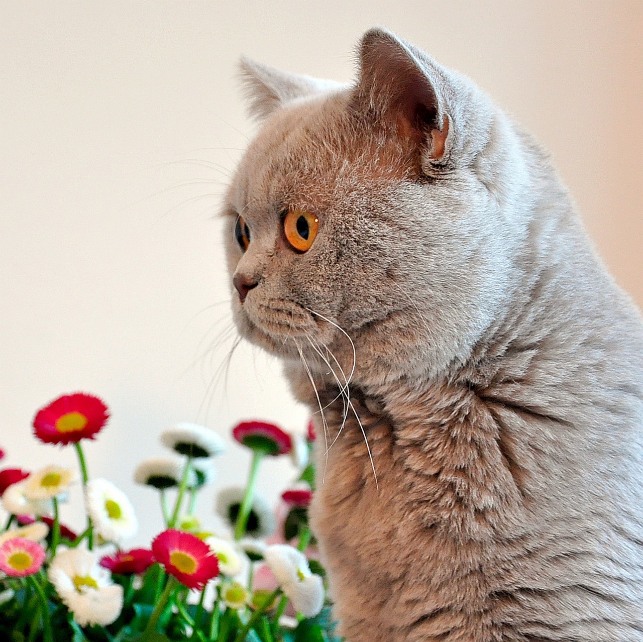 british shorthair lilac grey free photo