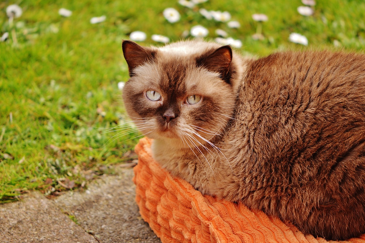 british shorthair concerns relaxed free photo