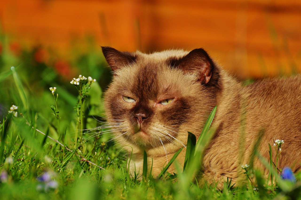 british shorthair concerns relaxed free photo