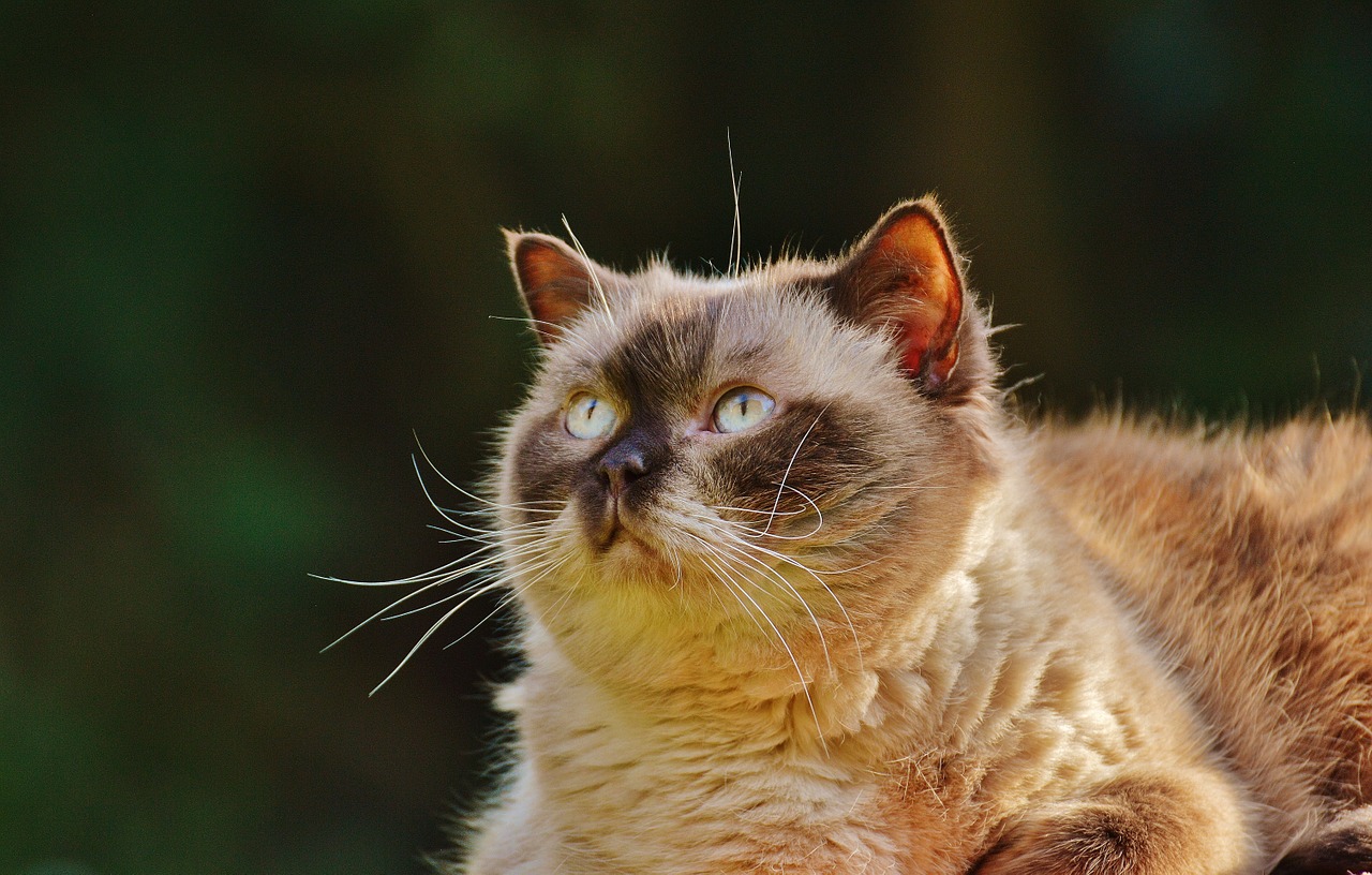 british shorthair concerns relaxed free photo