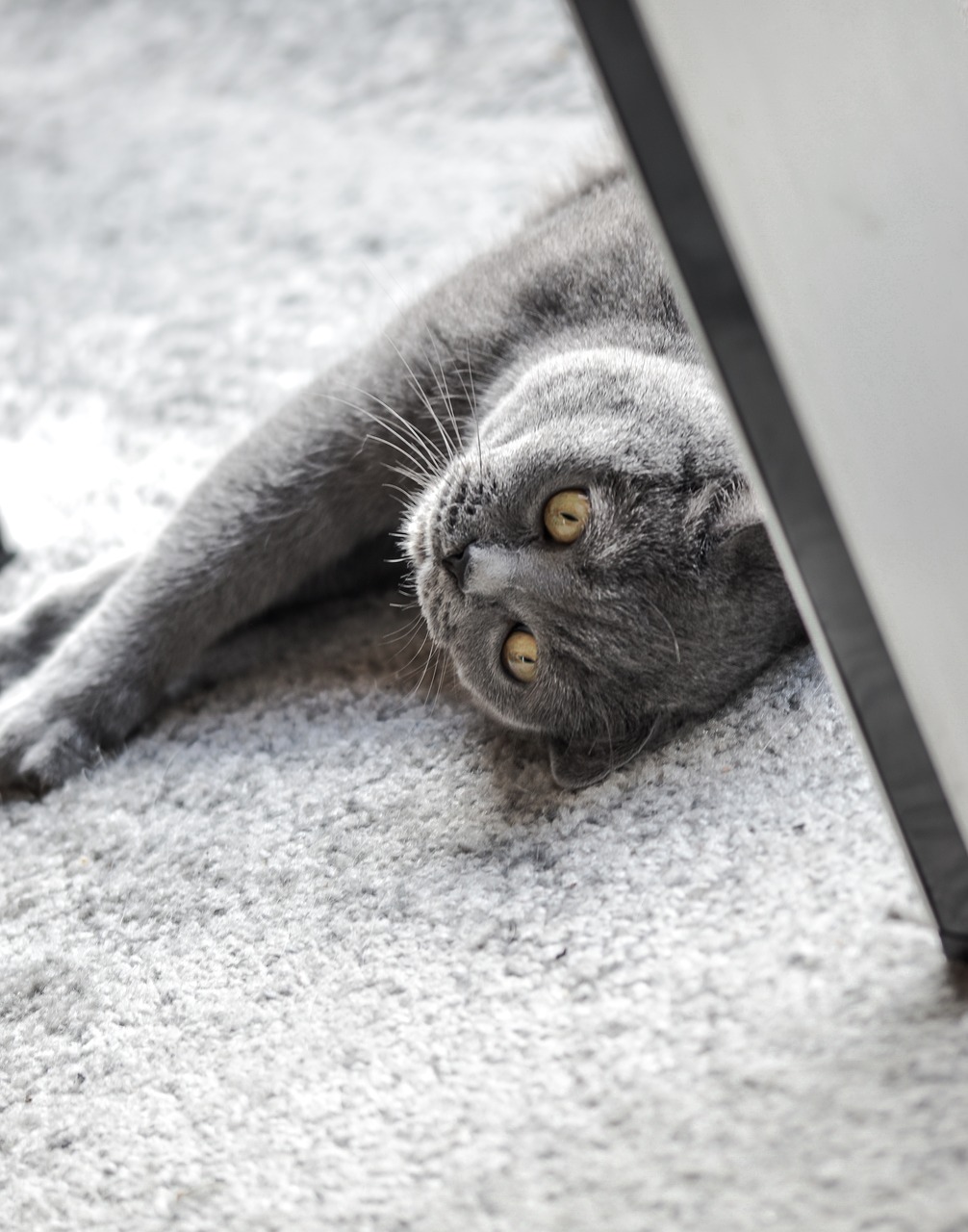 british shorthair cat grey free photo