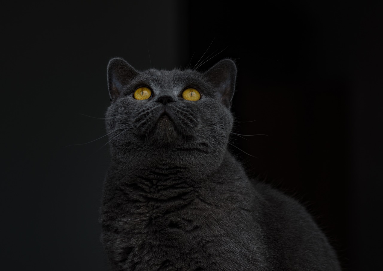 british shorthair cat grey free photo