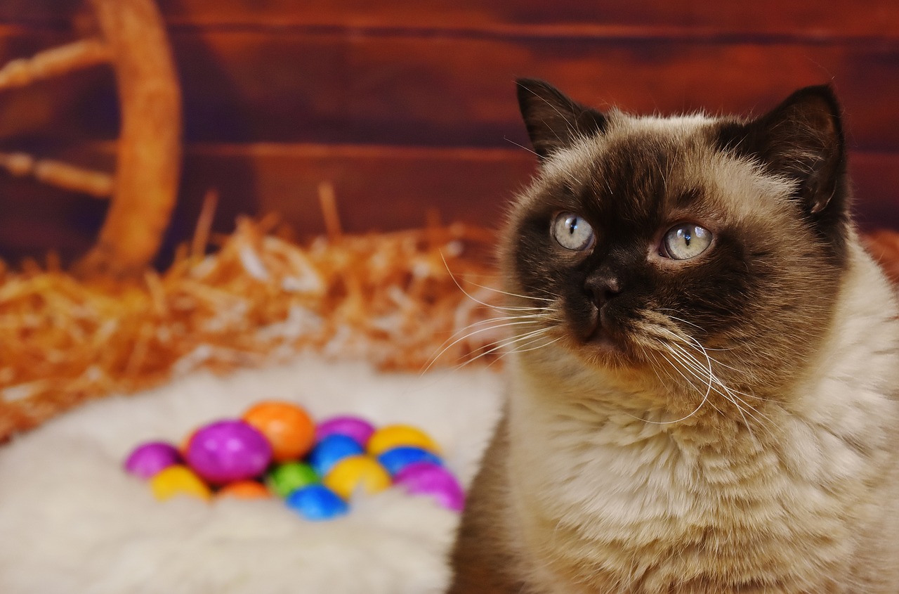 british shorthair cat mieze free photo