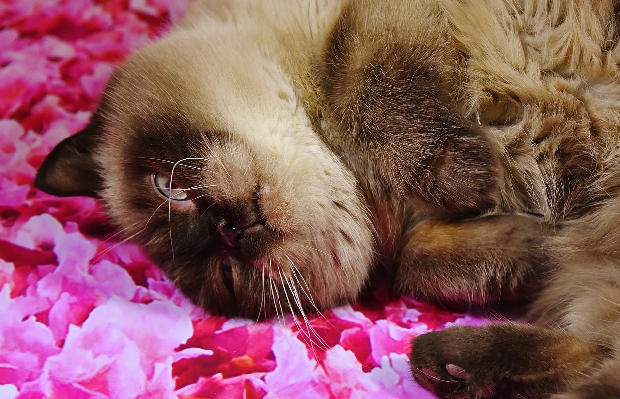 british shorthair cat thoroughbred free photo