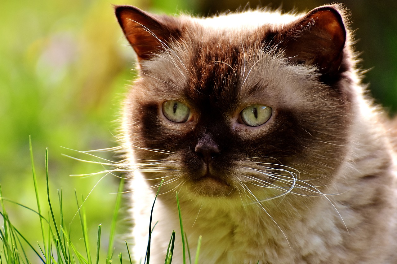 british shorthair cat mieze free photo