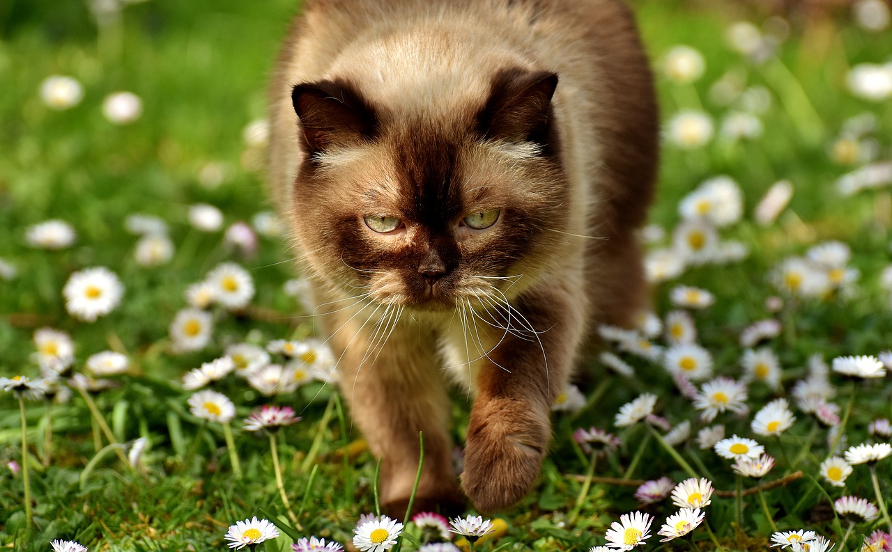 british shorthair cat mieze free photo