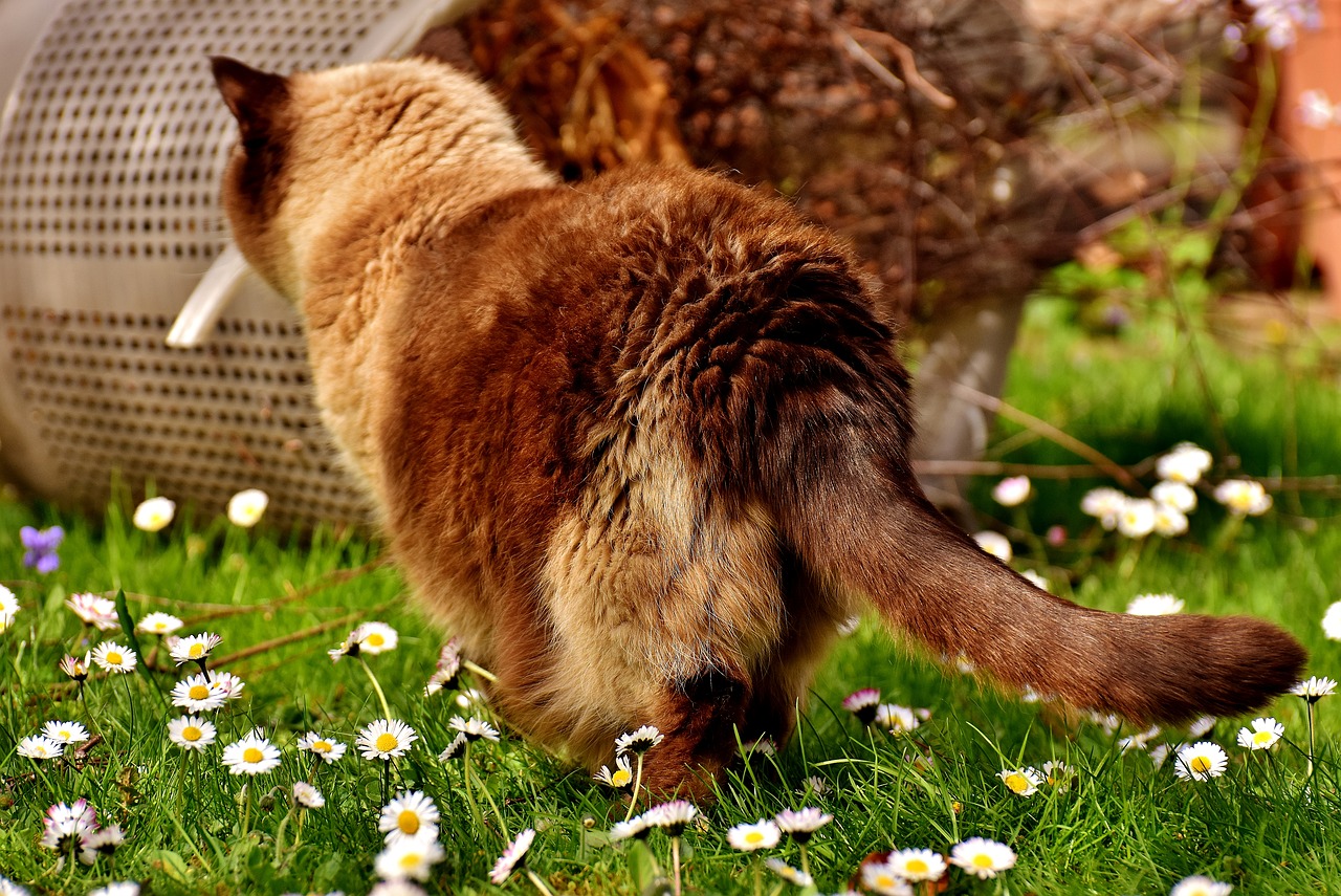 british shorthair curious cat free photo