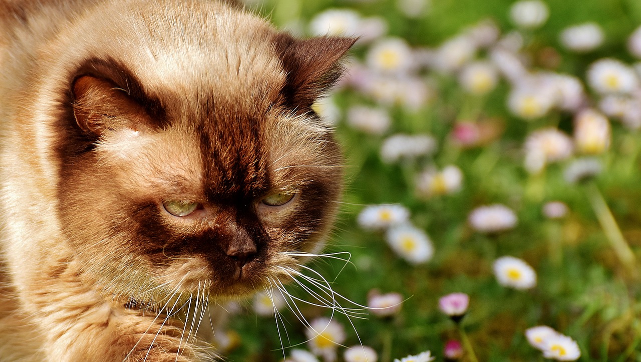 british shorthair cat mieze free photo