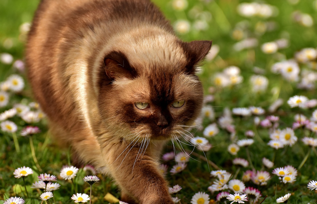 british shorthair cat mieze free photo