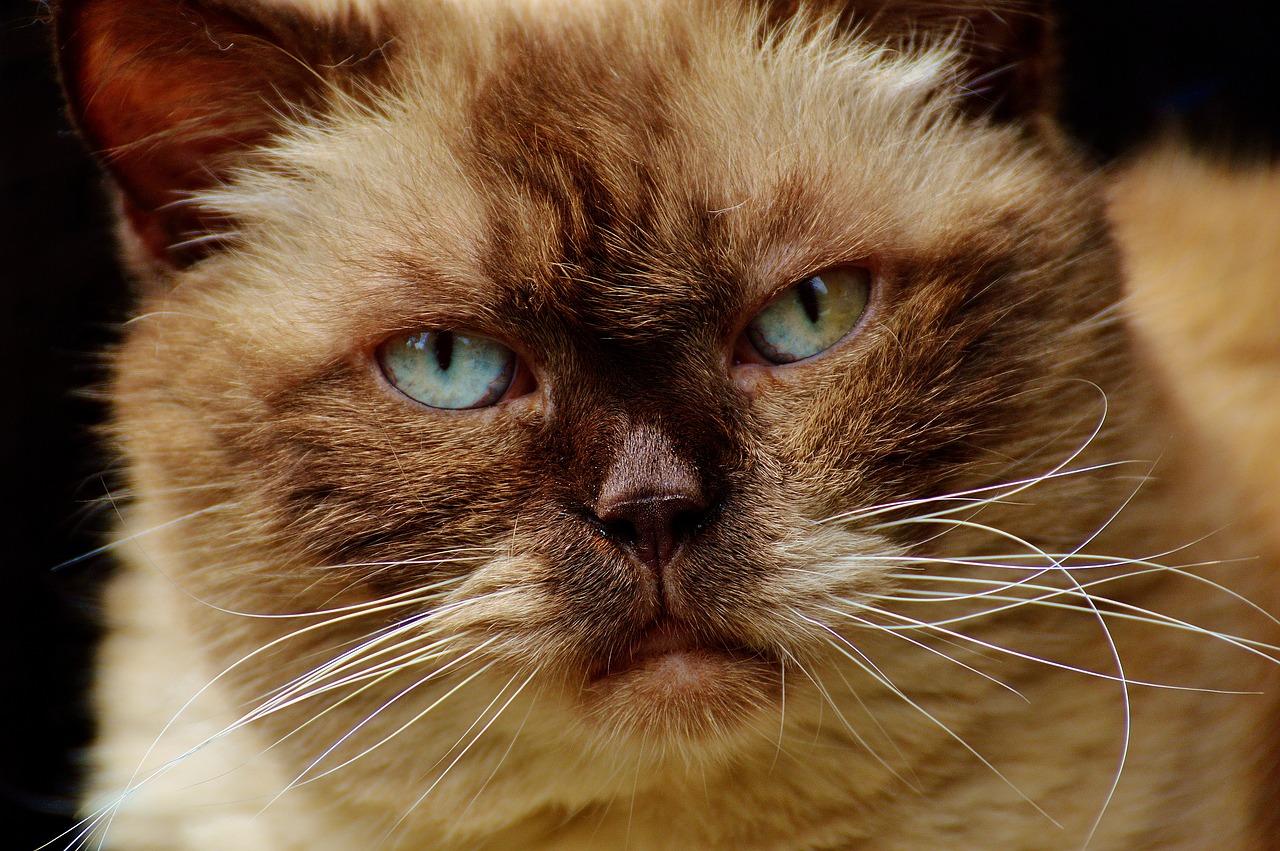 british shorthair cat mieze free photo