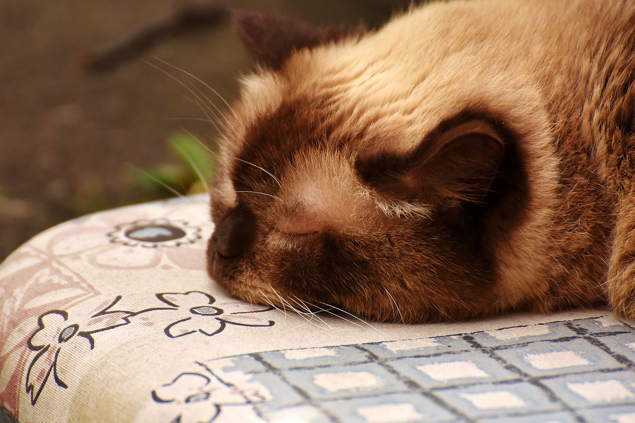 british shorthair sleep cute free photo