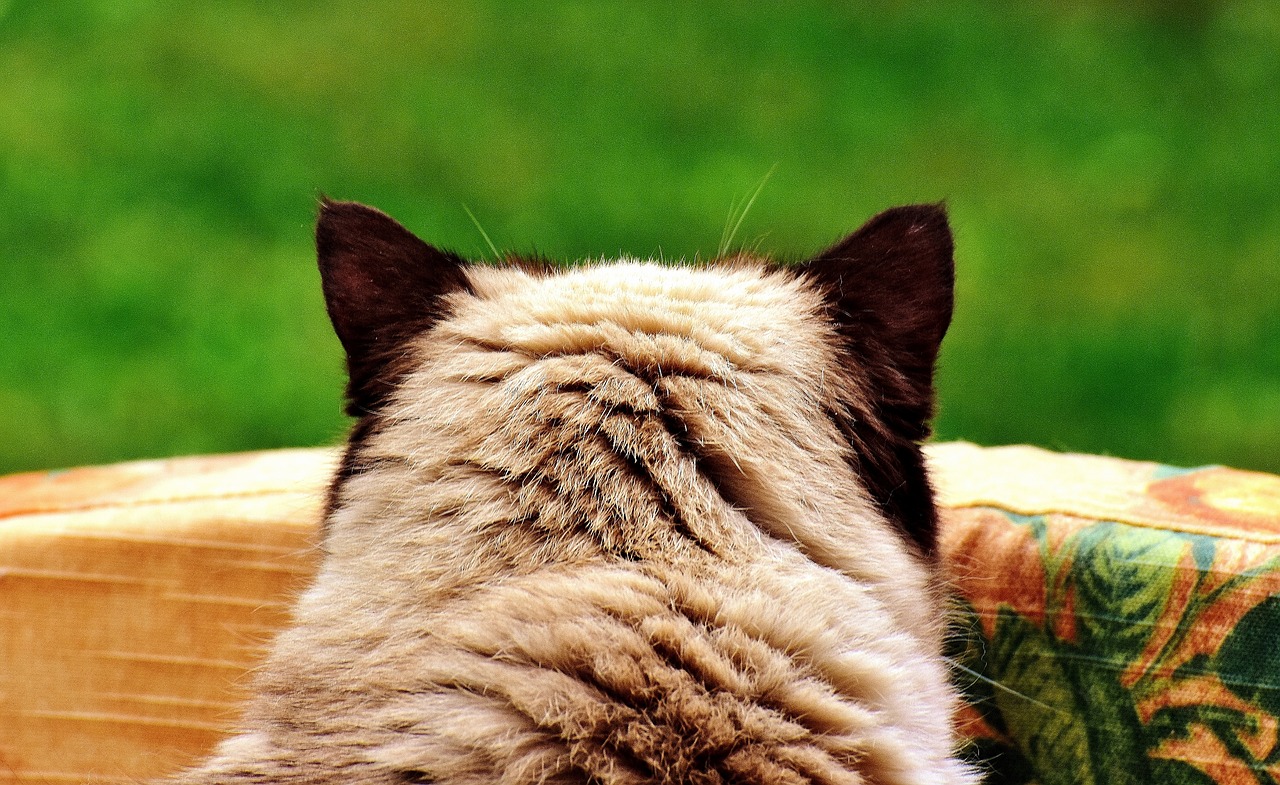 british shorthair cat animal world free photo