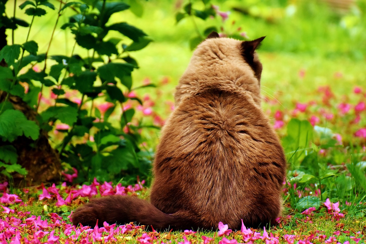 british shorthair cat animal world free photo