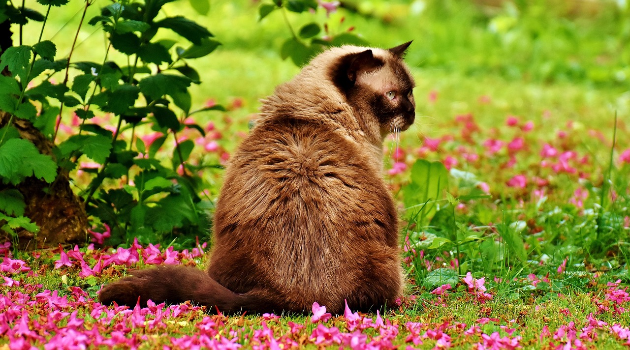 british shorthair cat animal world free photo