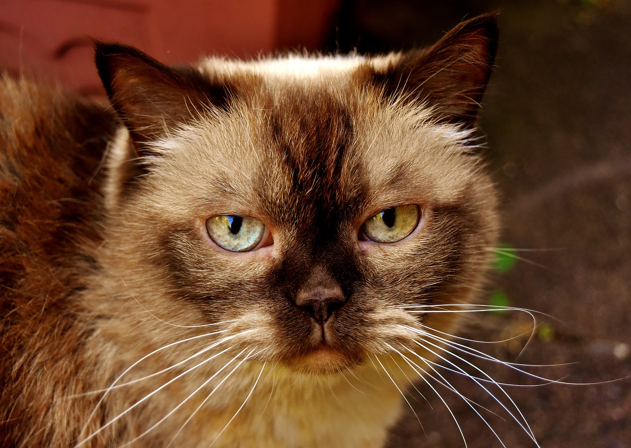 British Shorthair Cat Animal World Mieze Domestic Cat Free Image