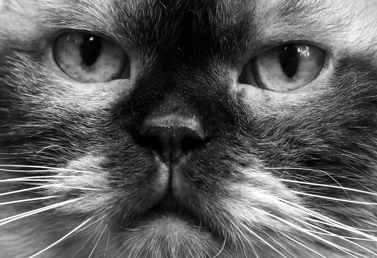 british shorthair cat black and white free photo