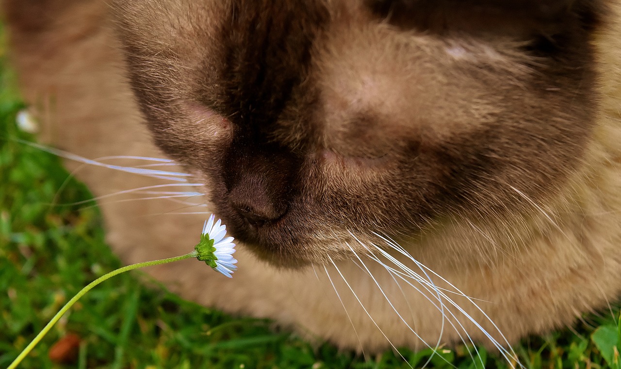 british shorthair cat animal world free photo