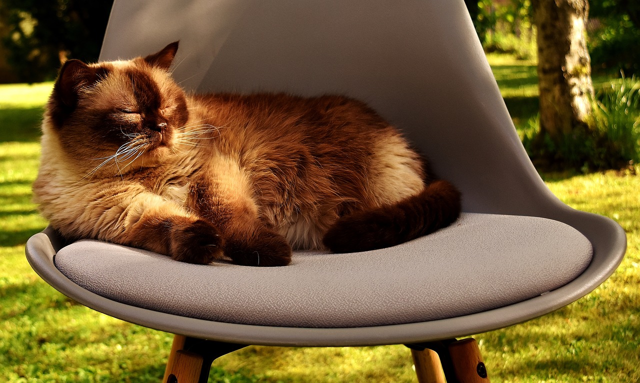 british shorthair cat domestic cat free photo