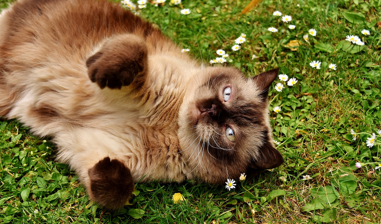 british shorthair rest relaxed free photo