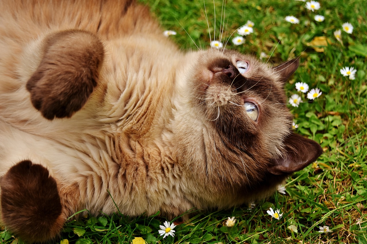 british shorthair rest relaxed free photo